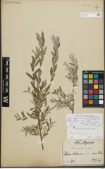 Foto von Salix repens L.